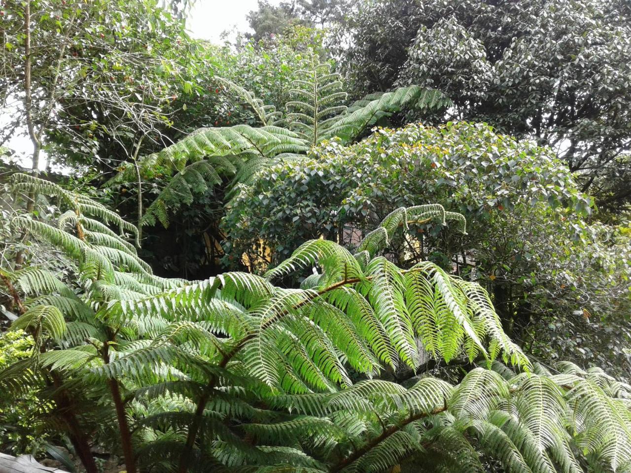 King Fern Cottage Νουβάρα Ελίγια Εξωτερικό φωτογραφία